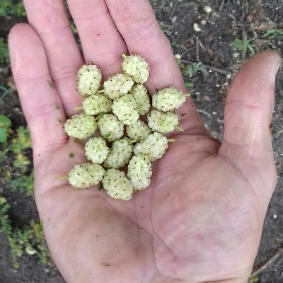 Witte Moerbei, Morus 'Carman' Spillen ( ons favoriete witte ras) 3jarige planten in 4,7Lpot( dragen vaak al iets in eerste jaar)