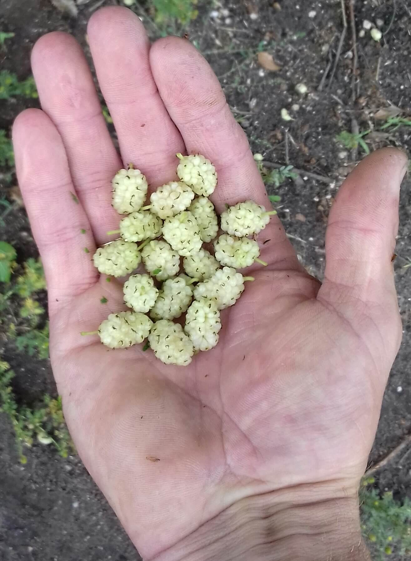 Witte Moerbei, Morus 'Carman' Spillen ( ons favoriete witte ras) 3jarige planten in 4,7Lpot( dragen vaak al iets in eerste jaar)