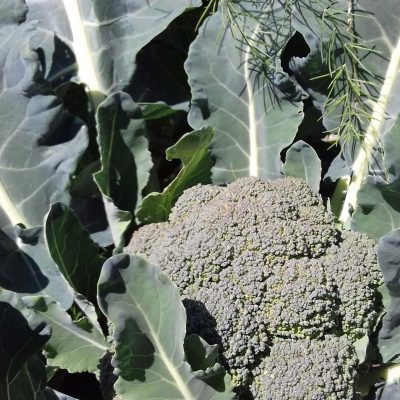 Broccoli 'Belstar F1' Bio