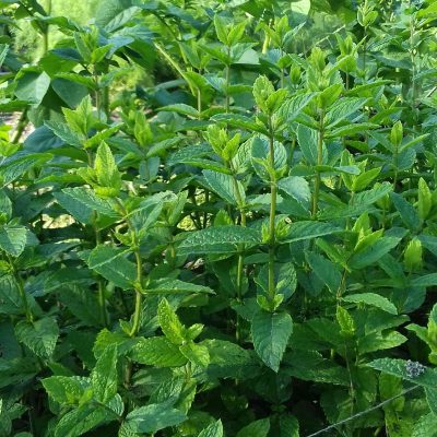 Munt, Mentha spicata, in pot