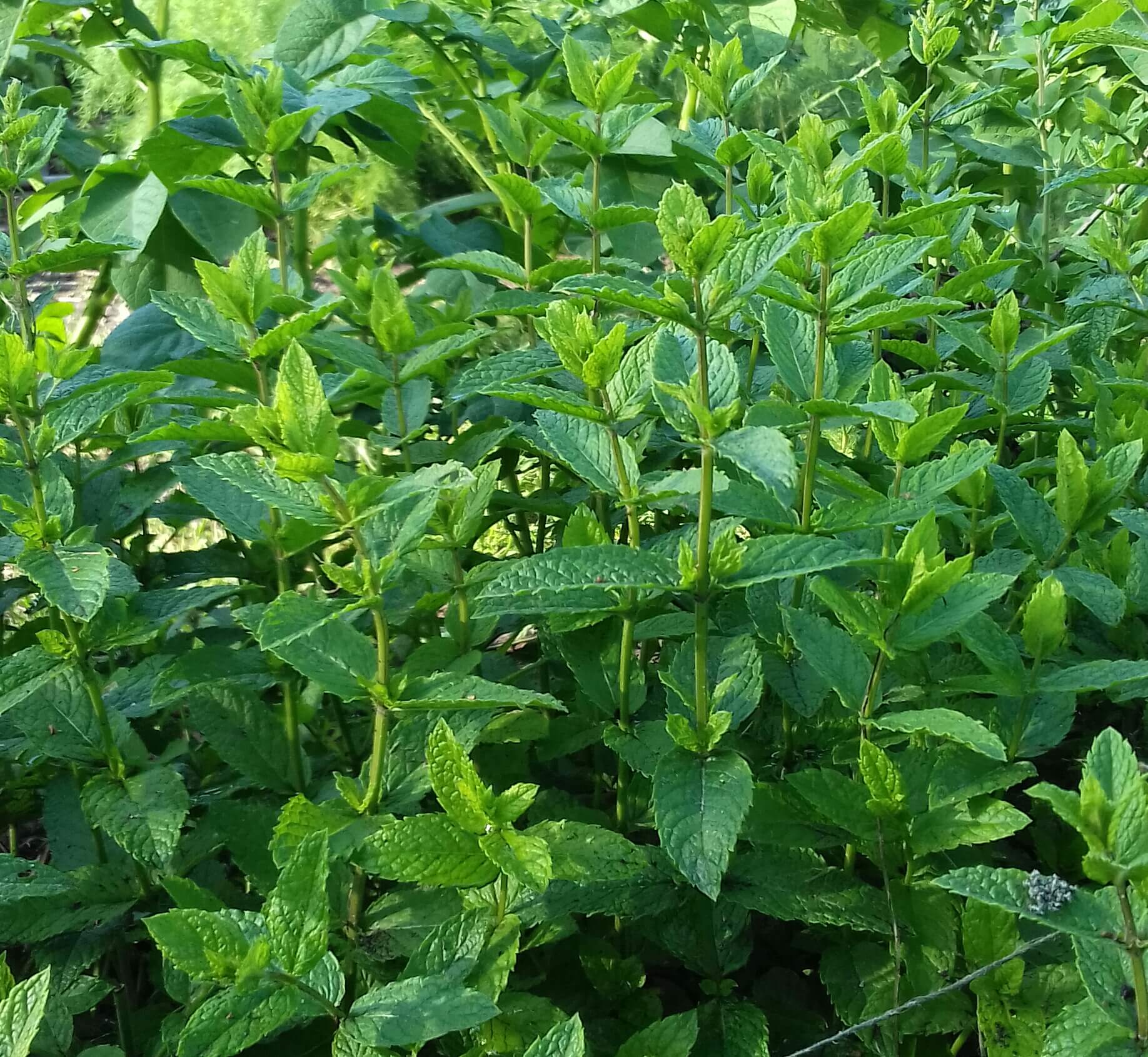 Munt, Mentha spicata, in pot
