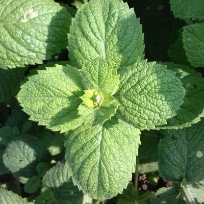 Wollige munt, appelmunt, Mentha × rotundifolia