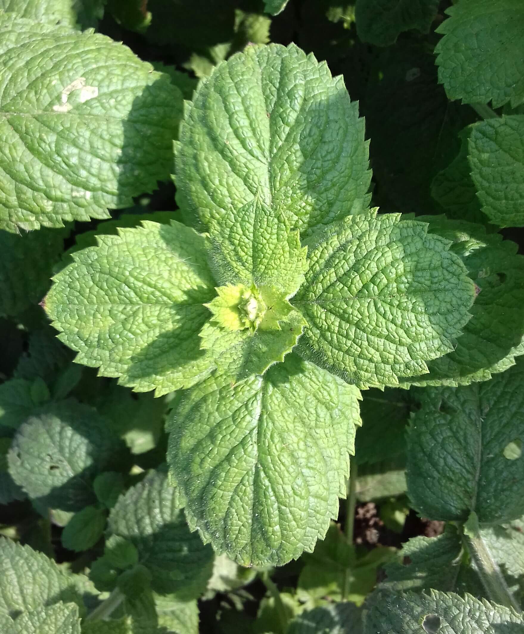 Wollige munt, appelmunt, Mentha × rotundifolia