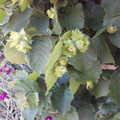 Grootvruchtige hazelnoot, Corylus avelana 'Barcelona' ( zeer grote en lekkere noten, favoriet!)Planten in 1,2Lpot