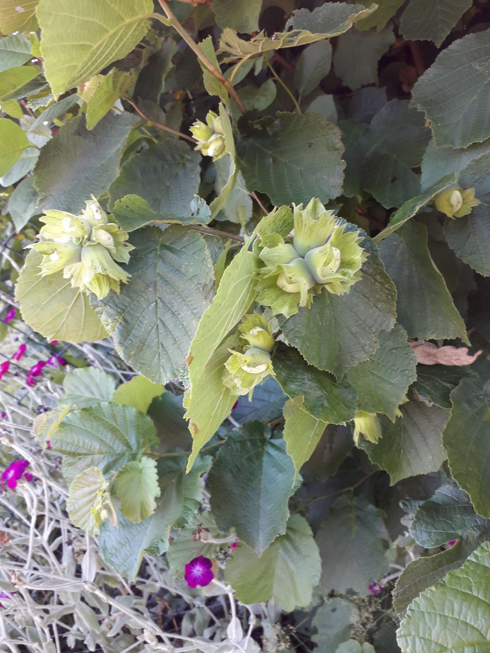 Grootvruchtige hazelnoot, Corylus avelana 'Barcelona' ( zeer grote en lekkere noten, favoriet!)Planten in 1,2Lpot