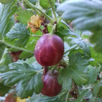 Kruisbes, Ribes uv. 'Remarka'
