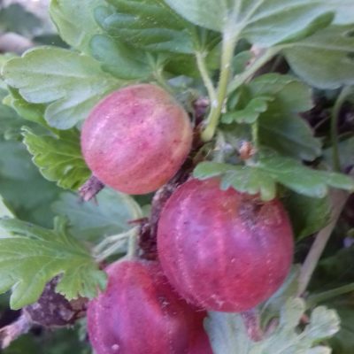 Rode kruisbes, Ribes uva crisp. 'Hinnonmaki Röd', ( kale wortel))