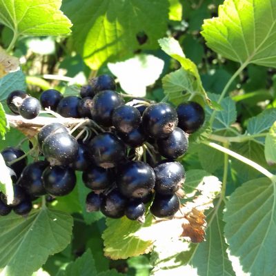 Zwarte bes, Ribes nigrum 'Ben Nevis' Planten met kale wortel