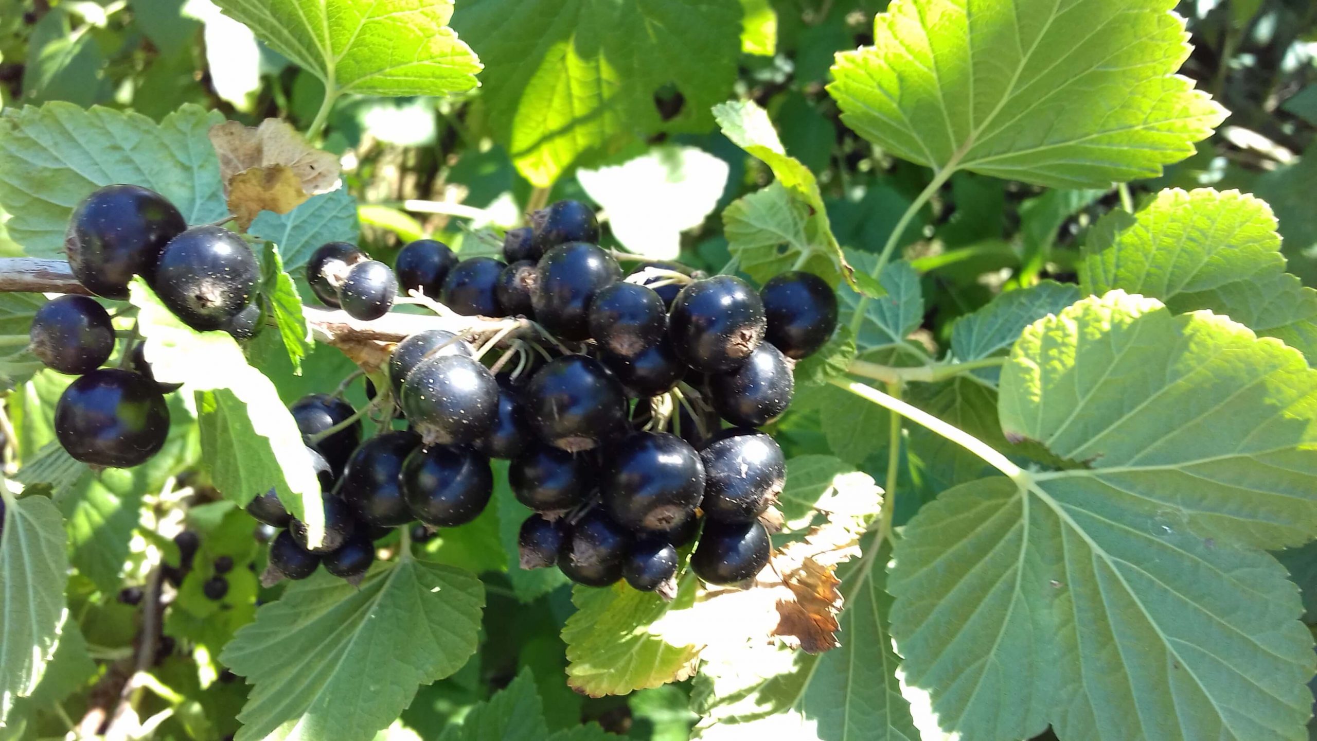 Zwarte bes, Ribes nigrum 'Ben Nevis' Planten met kale wortel