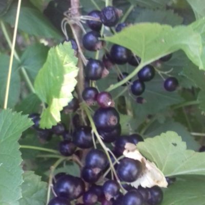 Zwarte bes, Ribes nigrum 'Titania' Jonge planten in p9