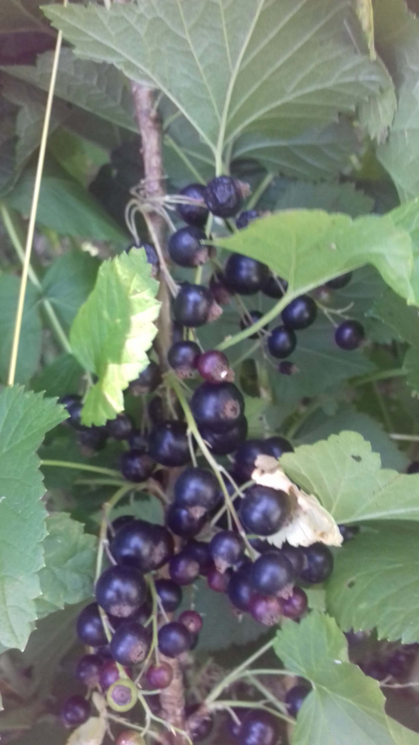 Zwarte bes, Ribes nigrum 'Titania' Jonge planten in p9