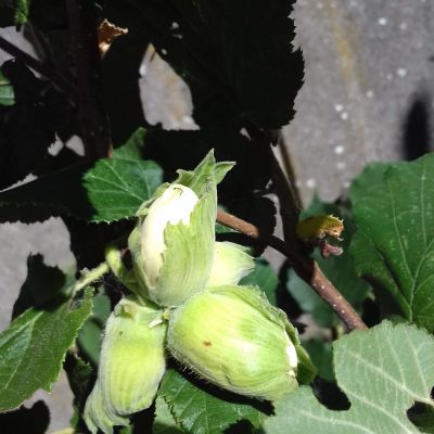 Hazelaar Corylus avelana 'Geant de Halle' ( Planten In 1Lpot geent op Colurna)