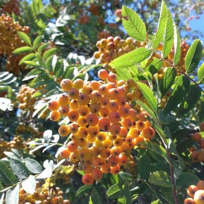 Lijsterbes, Sorbus aucuparia Planten met kale wortel