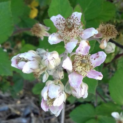 Boysonberry, Rubus loganobaccus × laciniatus × idaeus Rubus (flinke planten inC2 pot)