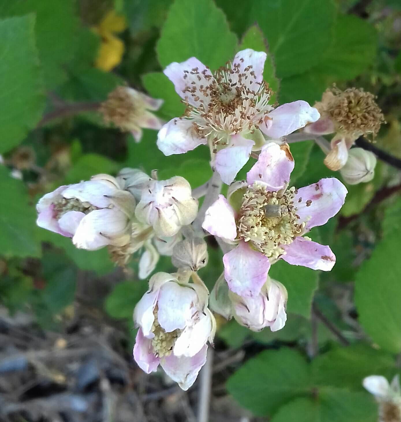Boysonberry, Rubus loganobaccus × laciniatus × idaeus Rubus (flinke planten inC2 pot)