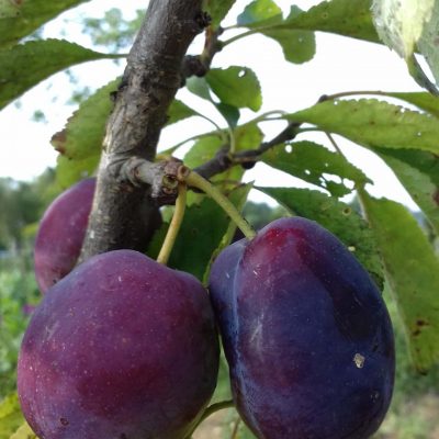 Siberische Pruim, Prunus x 'Shater' ( heerlijk zoete hybride) NIEUW!!Jonge spil in 3Lpot
