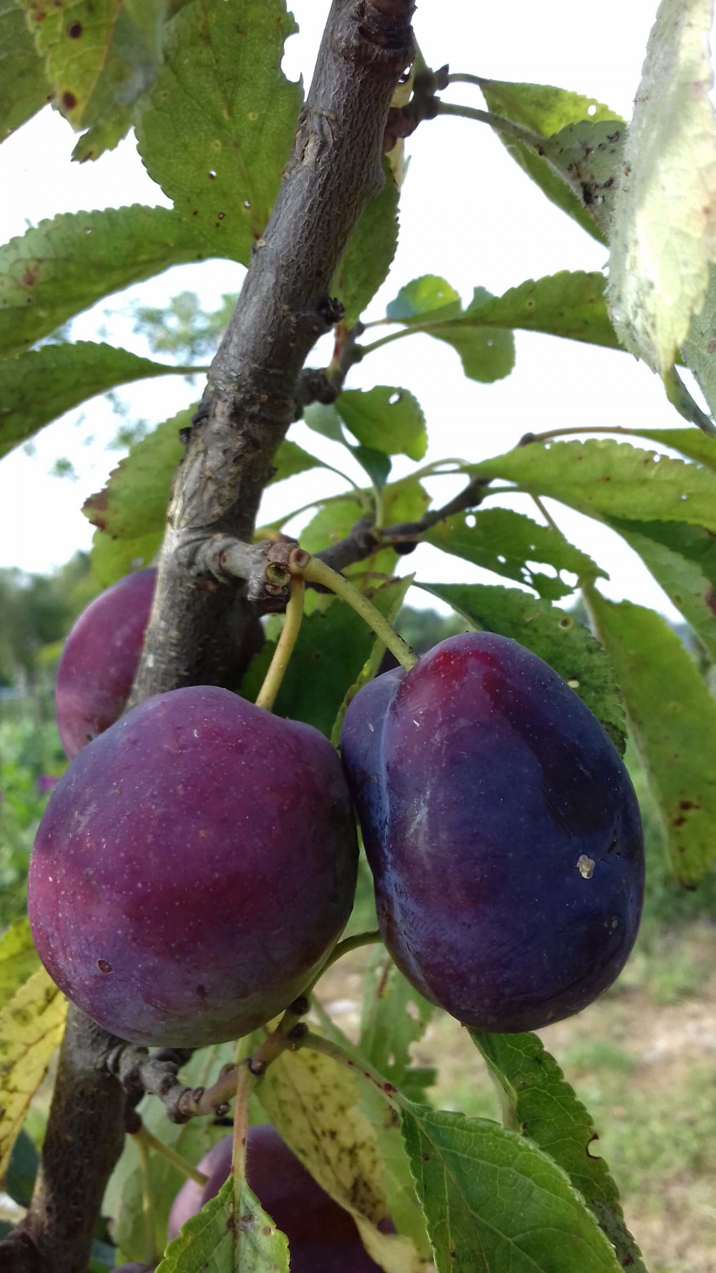 Siberische Pruim, Prunus x 'Shater' ( heerlijk zoete hybride) NIEUW!!Jonge spil in 3Lpot