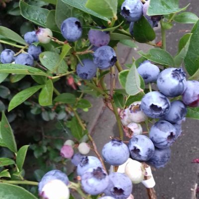 Blauwe bes, Vaccinium Blue Jay