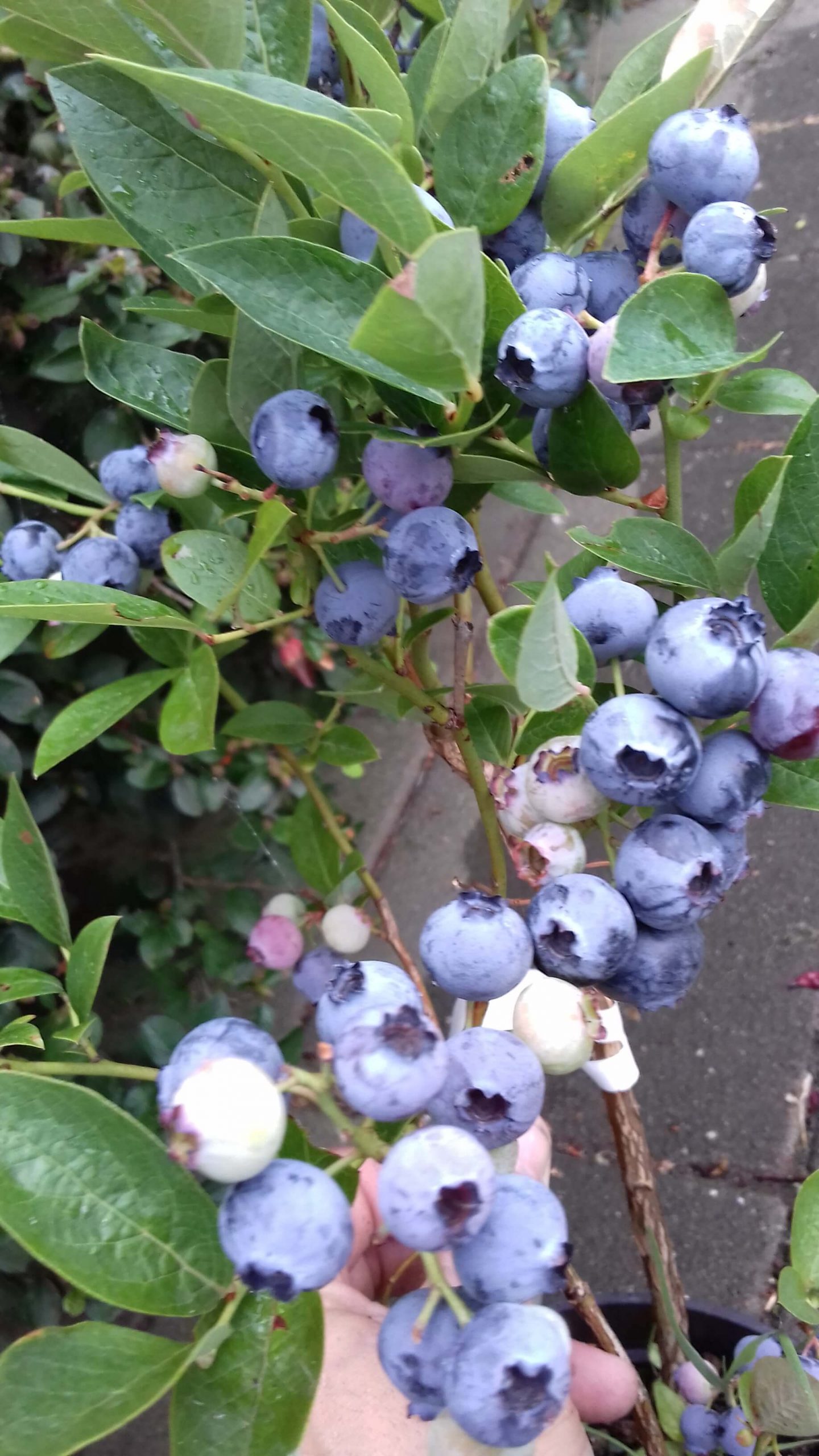 Blauwe bes, Vaccinium Blue Jay