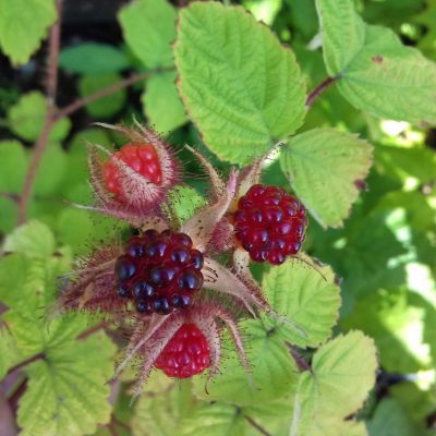 Japanse wijnbes, Rubus phoenicolasius (Jonge planten in 2Lpot op biowijze gekweekt)