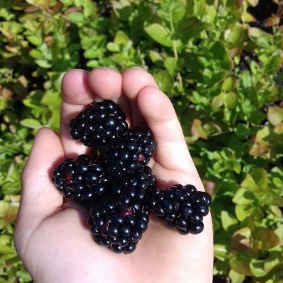Doornloze Braam, Rubus 'Triple Crown' Persoonlijke favoriet( zeer goed en lekker productief ras)