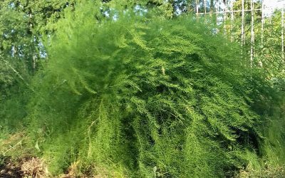 Asperges, Makkelijk te kweken? jazeker, in eigen (moes)tuin en voedselbos.
