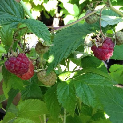 Doornloze framboos, Rubus 'Glenn Ample' productief en lekker, aanrader! (jonge planten in 12cm pot)