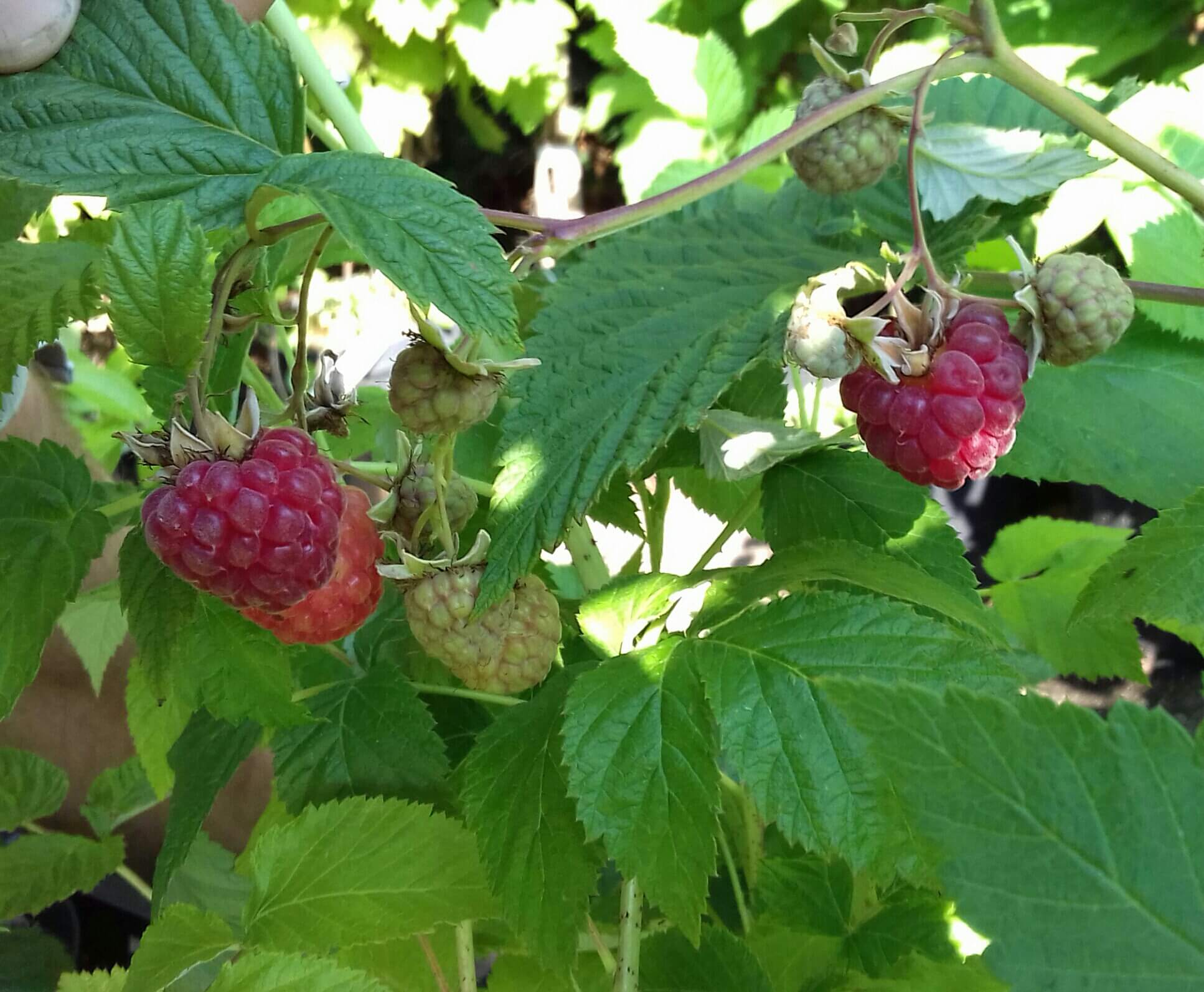 Doornloze framboos, Rubus 'Glenn Ample' productief en lekker, aanrader! (jonge planten in 12cm pot)