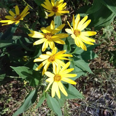 Aardpeer Helianthus tuberosus pootgoed