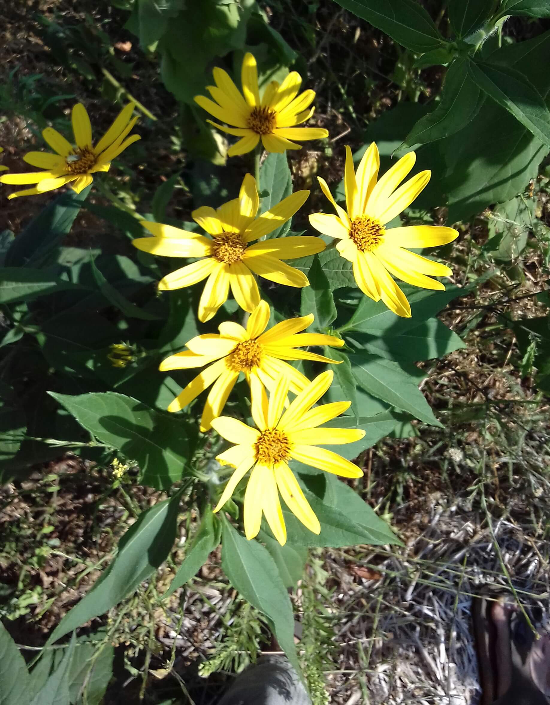 Aardpeer Helianthus tuberosus pootgoed