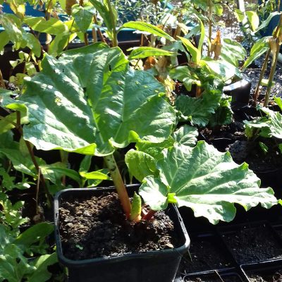 Rabarber, Rheum 'Stockbridge Arrow' ( in 1,6L of 2L pot)