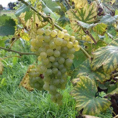 Witte pitloze druif, Vitis Himrod Heerlijk resistent ras( planten in 1l pot)