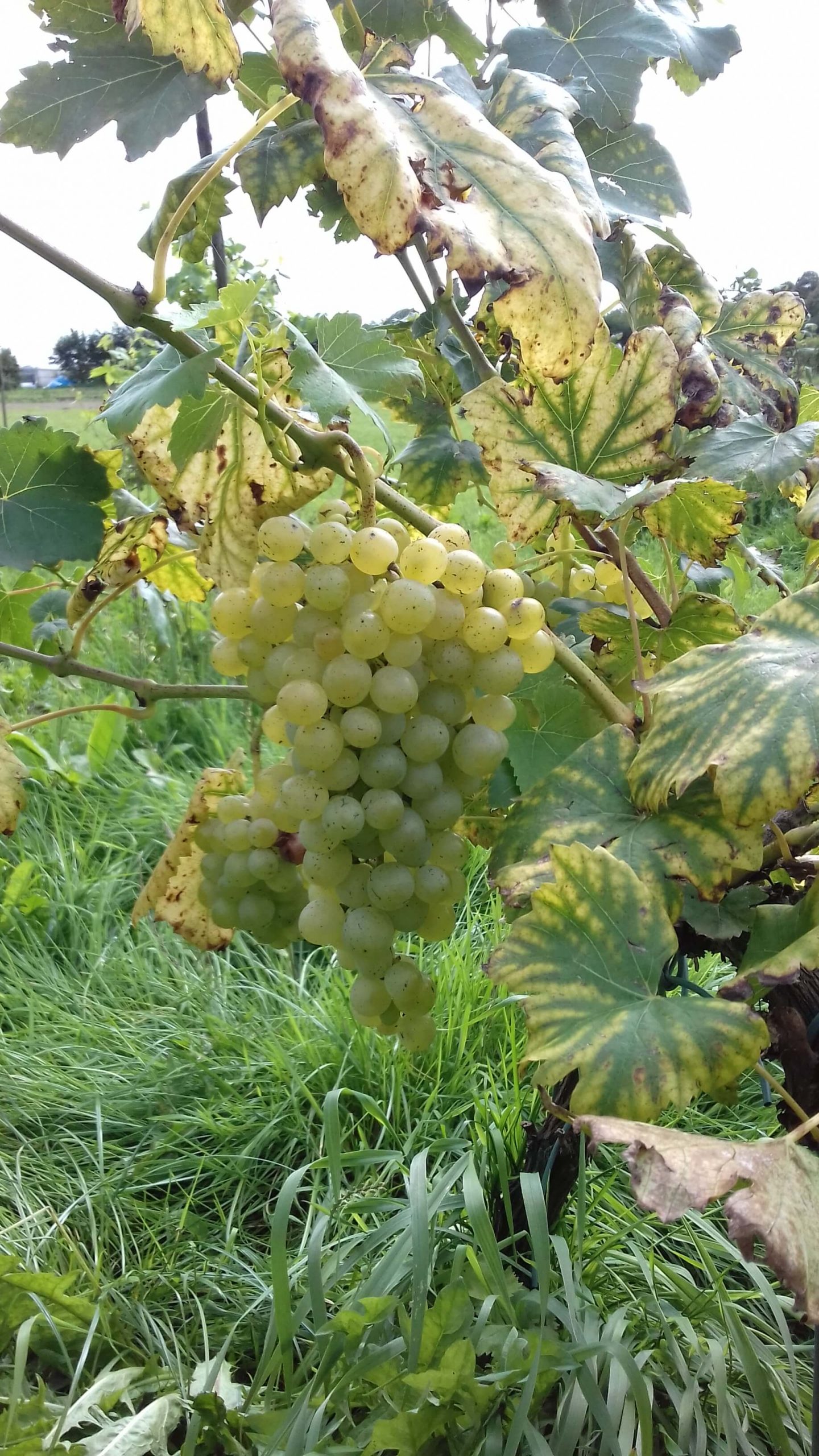 Witte pitloze druif, Vitis Himrod Heerlijk resistent ras( planten in 1l pot)