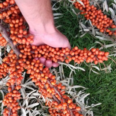 Duindoorn Hippophae rham. 'ASKOLA' ®