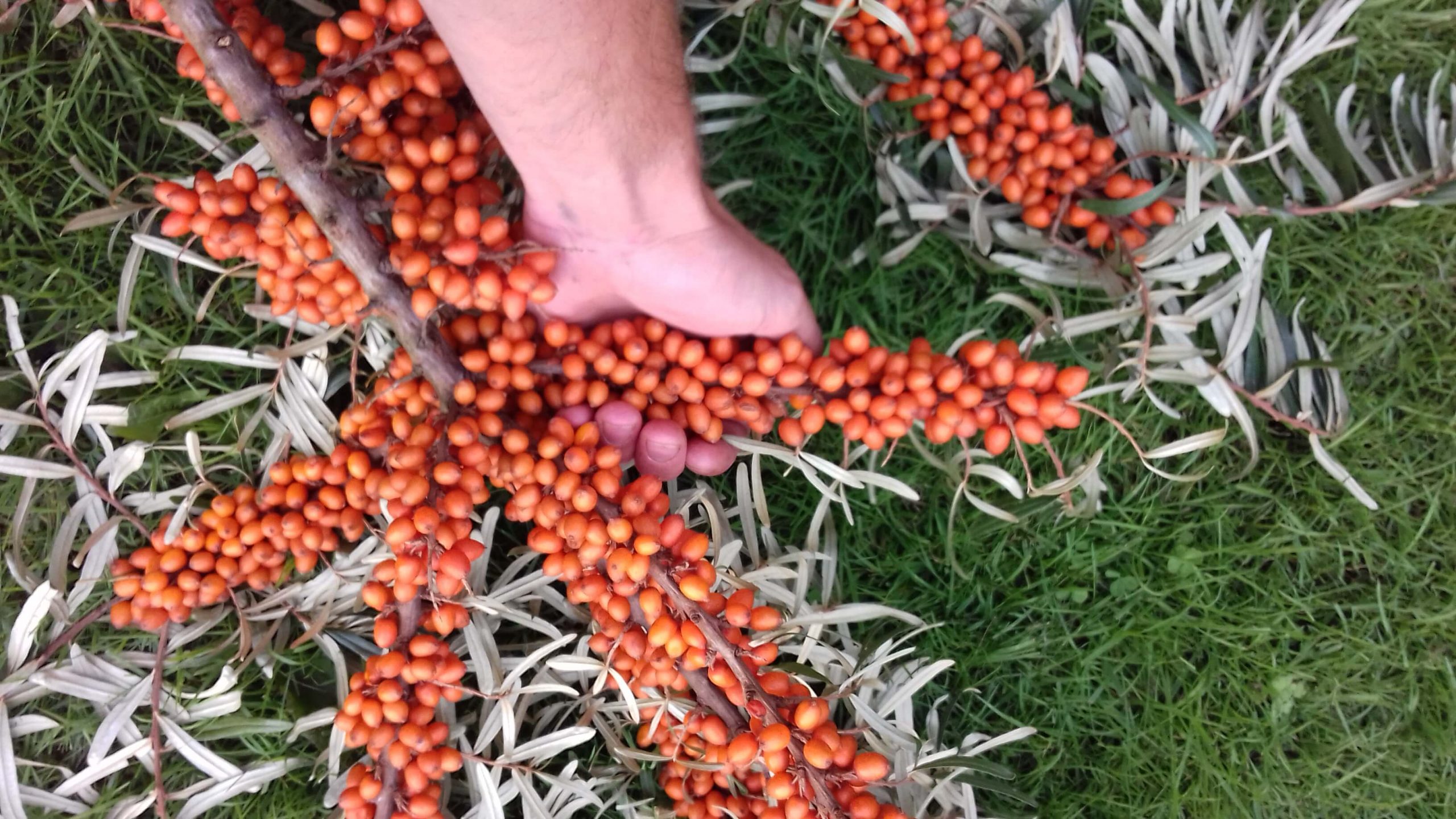 Duindoorn Hippophae rham. 'ASKOLA' ®
