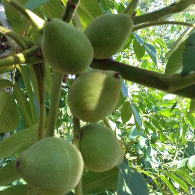 Japanse Hartnoot, Heartnut, Juglans ailantifolia 'Imshu' (laatste spillen in 3Lpot)