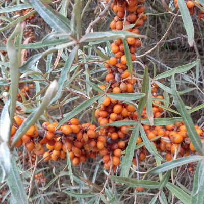 Duindoorn Hippophae Rhamn. 'ORANGE ENERGIE' ® ( 'HABEGO') Ⓢ