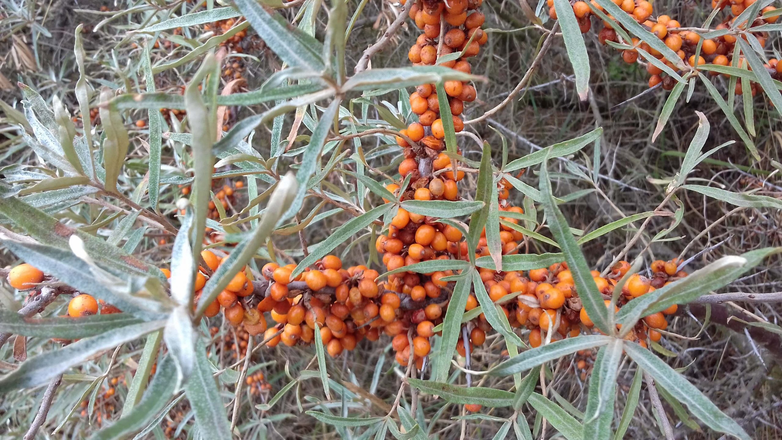 Duindoorn Hippophae Rhamn. 'ORANGE ENERGIE' ® ( 'HABEGO') Ⓢ