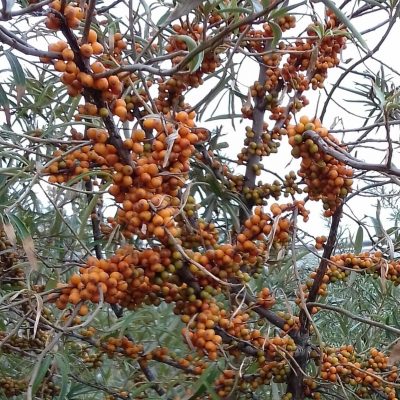 Duindoorn Hippophae rhamn. 'Leikora' ® Planten uit de volle grond