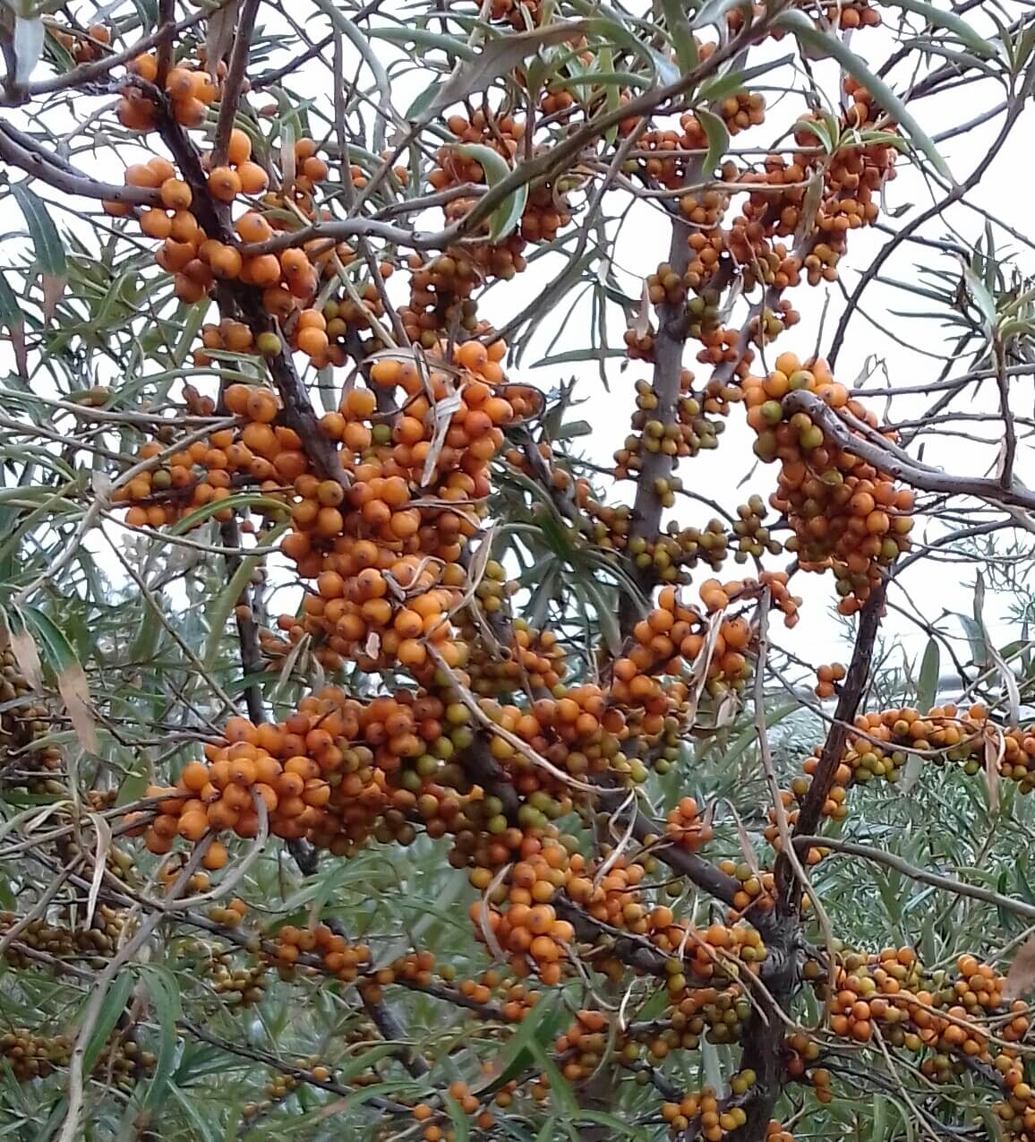 Duindoorn Hippophae rhamn. 'Leikora' ® Planten uit de volle grond