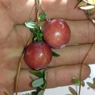 Cranberry, Vaccinium macr 'Pilgrim' in 2 literpot