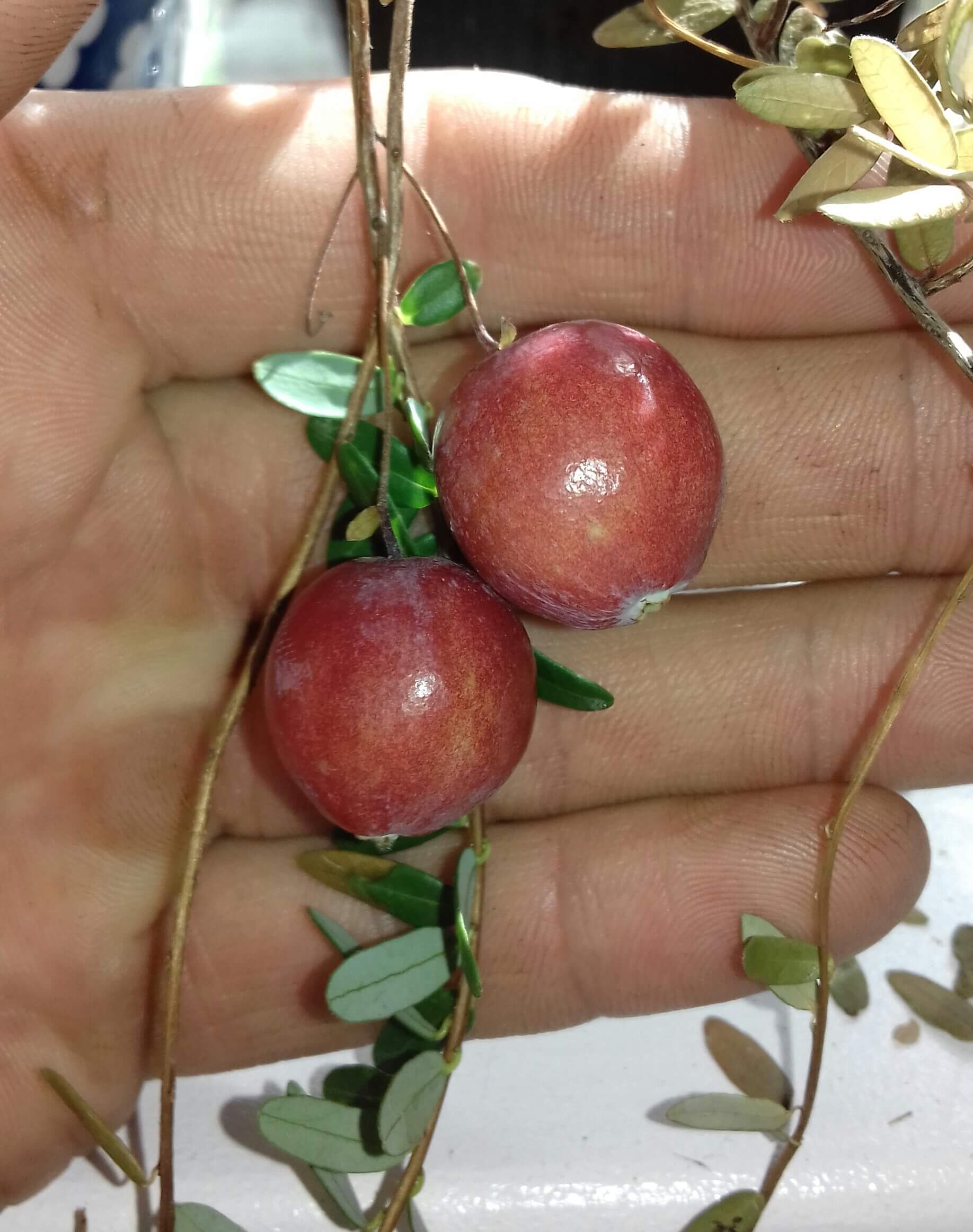 Cranberry, Vaccinium macr 'Pilgrim' in 2 literpot