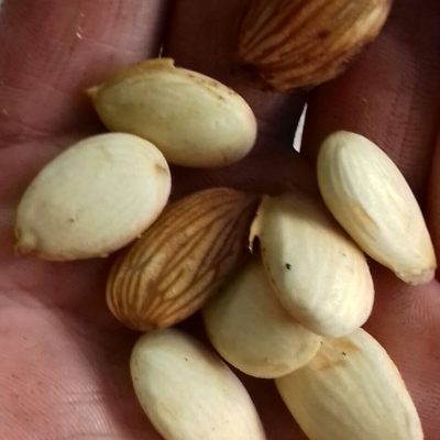 Franse Amandel, Prunus al. 'Ferragnes' mooie boompjes uit de volle grond