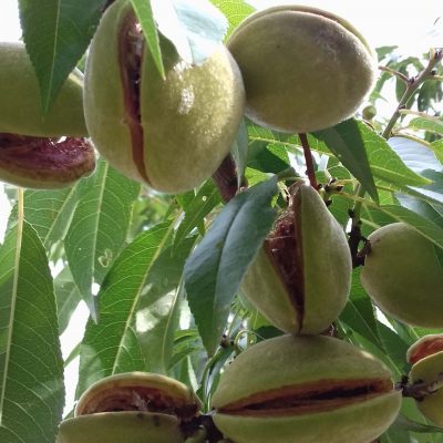 Amandel, amandelboom, Prunus dulcis 'Robijn' ( stevige spillen uit de volle grond, worden voor verzenden ingekort!)