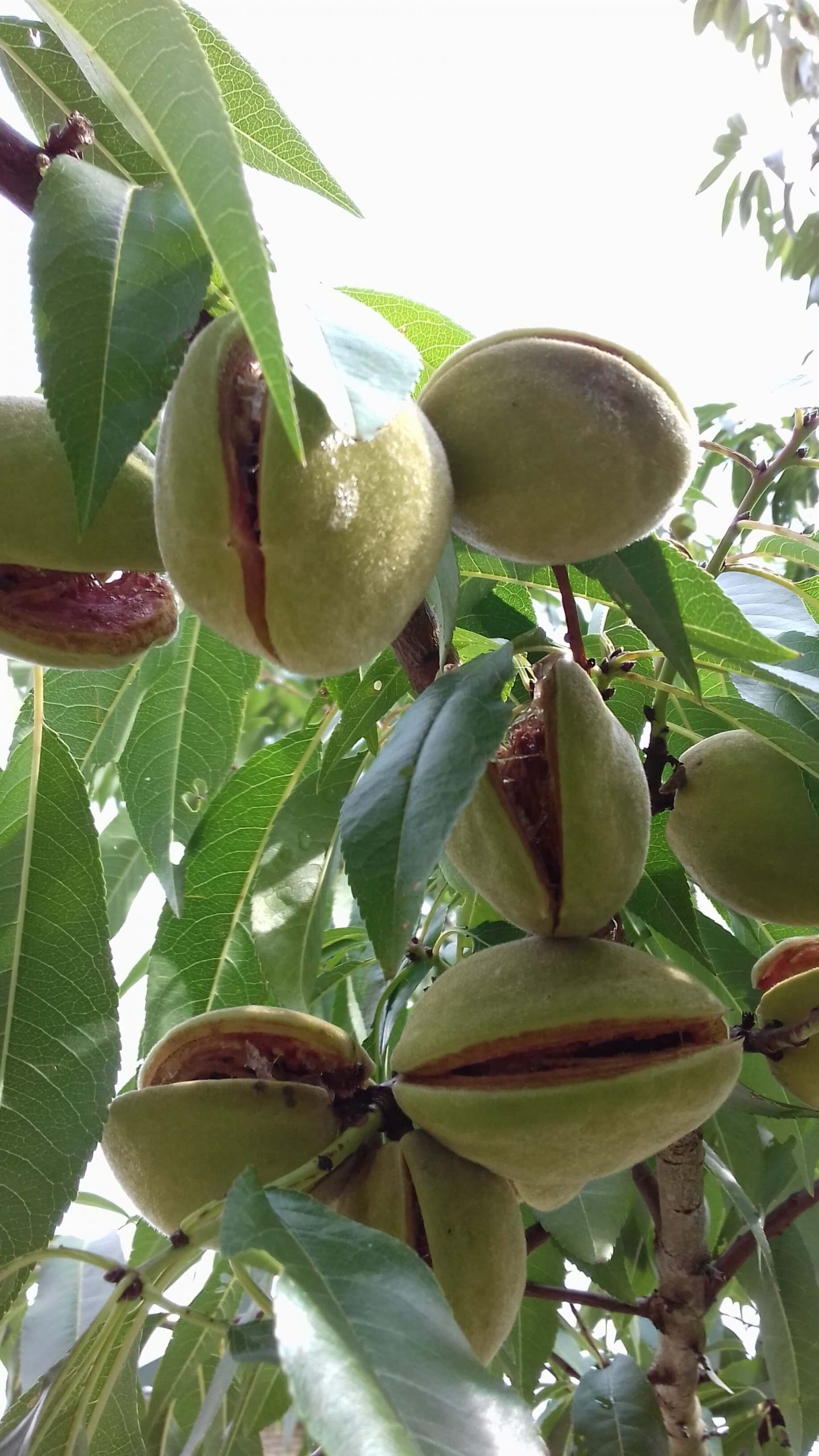 Amandel, amandelboom, Prunus dulcis 'Robijn' ( stevige spillen uit de volle grond, worden voor verzenden ingekort!)