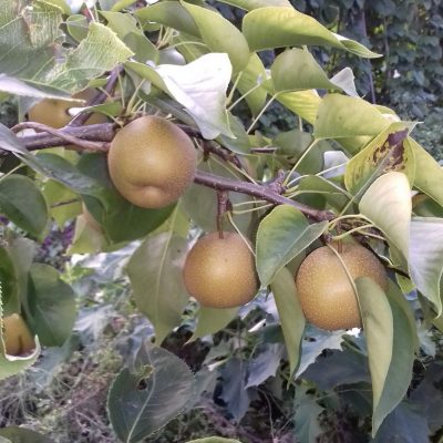 (Honing)Nashipeer, Pyrus pyrifolia'Honeybal' Spillen kale wortel)