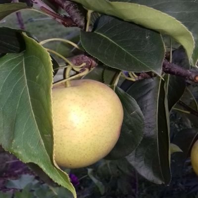 Nashipeer, Zandpeer, Pyrus pyrifolia 'Niitaka' ( jonge spil in 3Lpot)