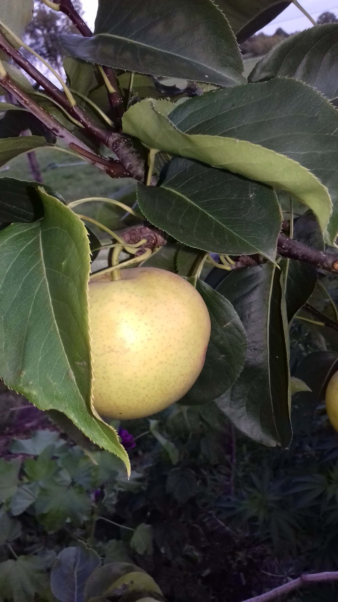 Nashipeer, Zandpeer, Pyrus pyrifolia 'Niitaka' ( jonge spil in 3Lpot)