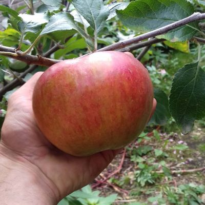 Bak/hand/moes-appel, Malus dom. 'Notaris' kale wortel struikvorm m7