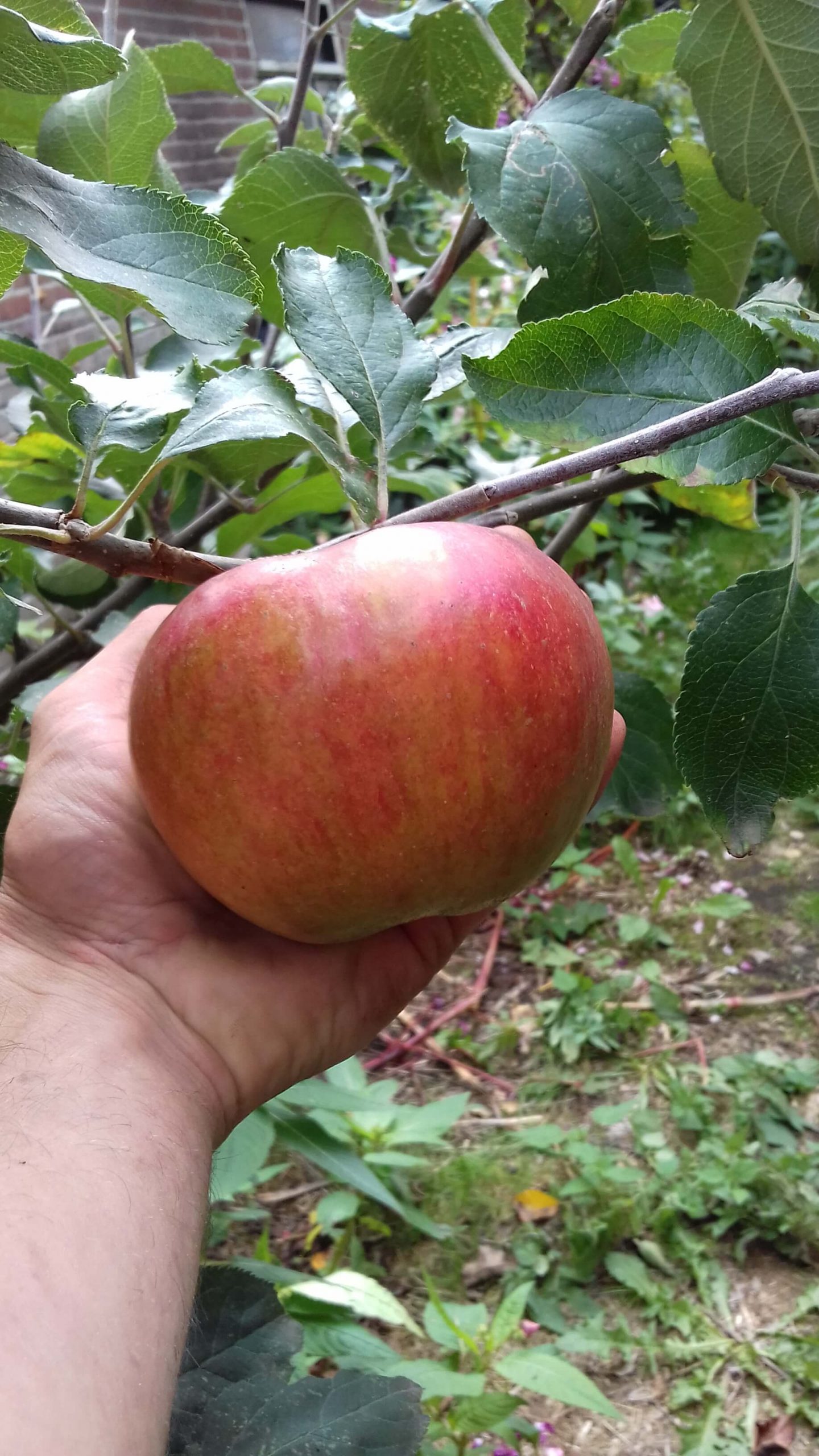 Bak/hand/moes-appel, Malus dom. 'Notaris' kale wortel struikvorm m7